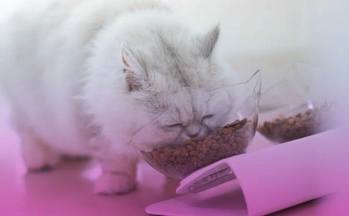 برندهای معتبر غذای گربه پرشین