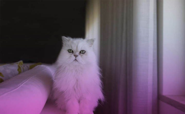 مواد غذایی ضروری و غیر ضروری برای گربه پرشین