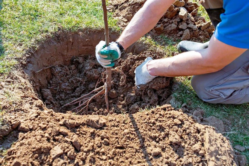 انواع کود شیمیایی