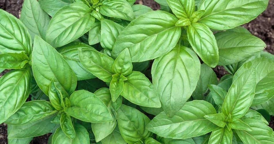 ریحان: گیاهی با خواص بینظیر برای سلامت و تندرستی