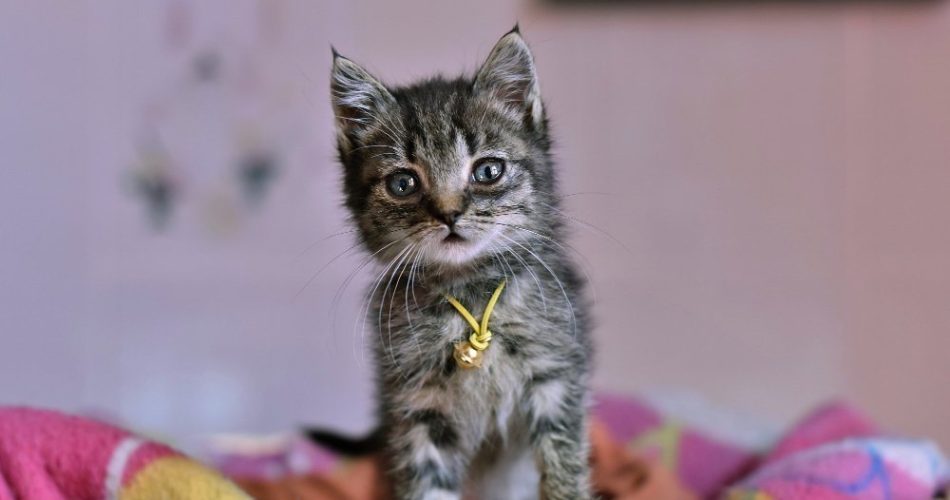 آیا گربه‌ها می‌تونن شیر محلی مصرف کنند