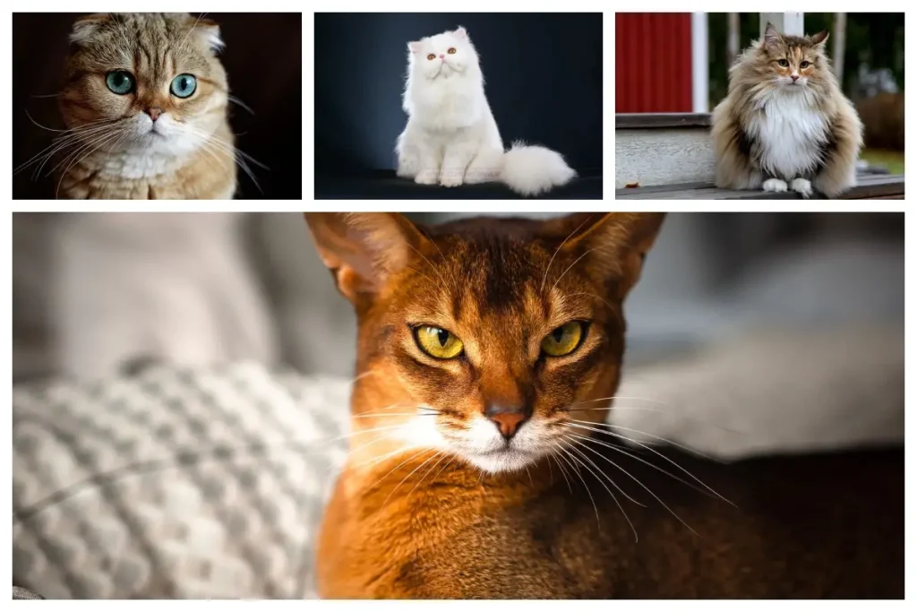 زیباترین انواع نژاد گربه