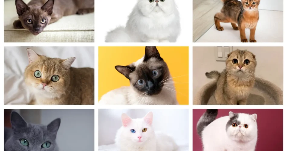 زیباترین نژادهای گربه