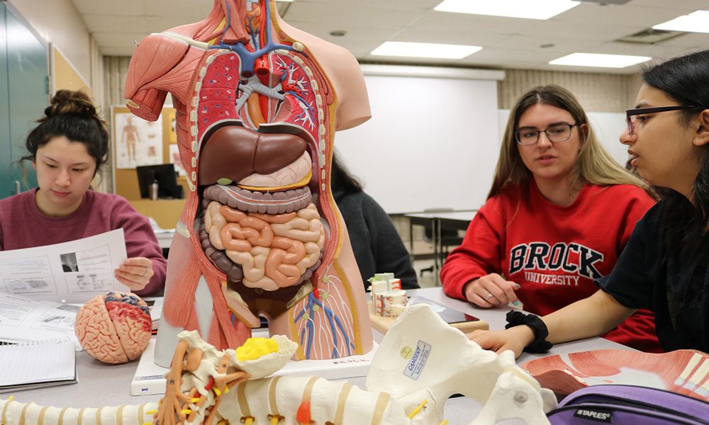 استفاده از تصاویر و جداول در متاب آناتومی گری