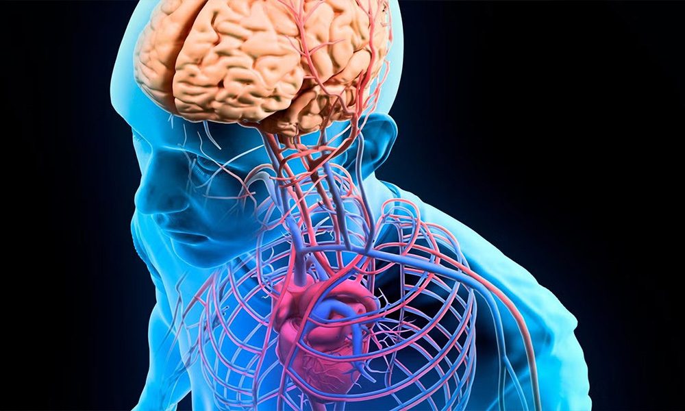 آناتومی گری: پوشش دقیق و آزمون ها