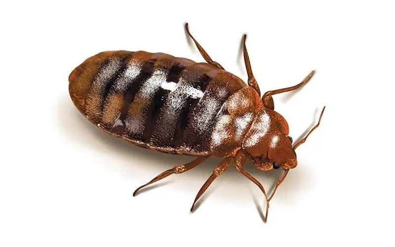ساس چیست و چگونه میتوان آن را تشخیص داد؟