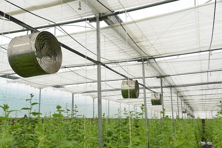 فن سیرکوله گلخانه