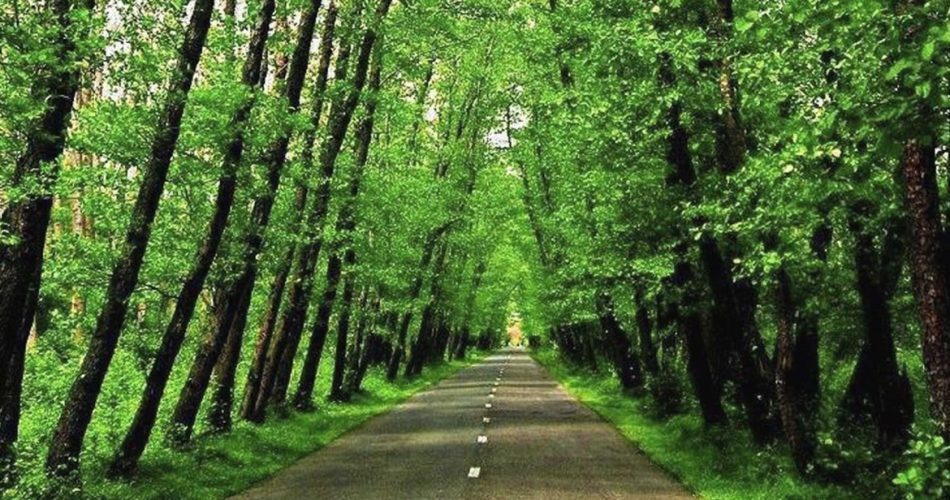 جنگل یا دریا