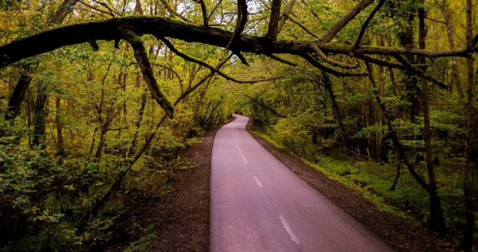 جنگل‌های نور مازندران