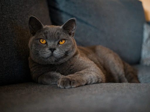 گربه بریتیش شورت‌هیر