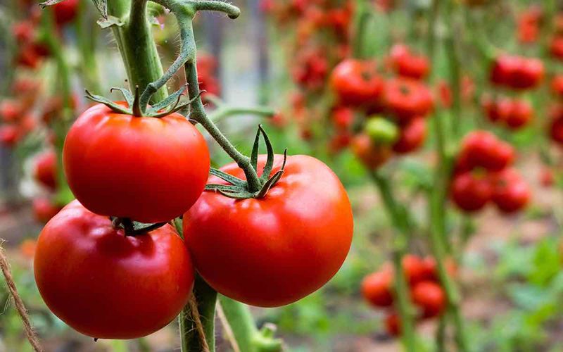 برگ‌های گوجه‌فرنگی