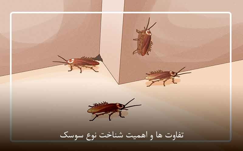 تفاوت ها و اهمیت شناخت نوع سوسک
