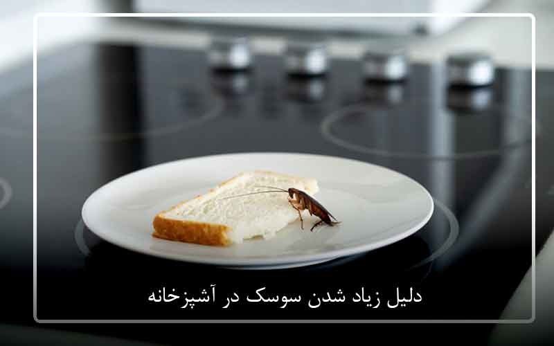 دلیل زیاد شدن سوسک در آشپزخانه