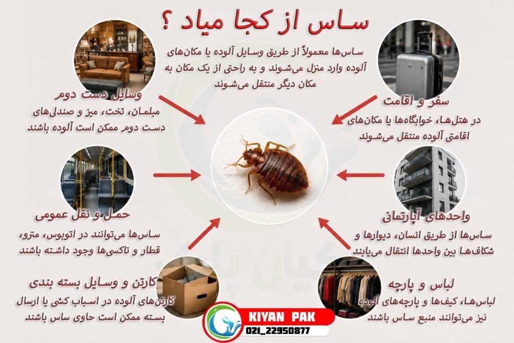ساس چگونه وارد خانه میشود؟