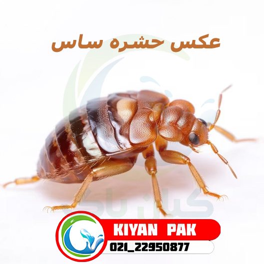 سوالات متداول درباره بازگشت ساس